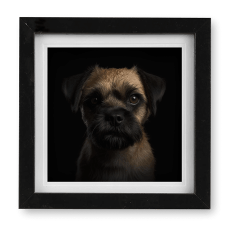 Border Terrier v2