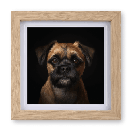 Border Terrier v3