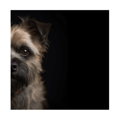 Cairn Terrier v1