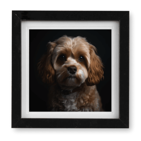 Cavapoo v1