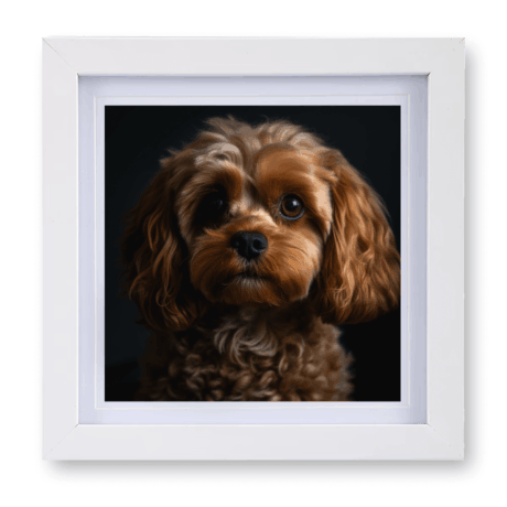 Cavapoo v2