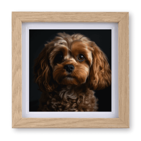 Cavapoo v2