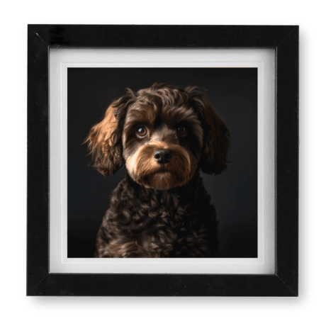 Cavapoo v5