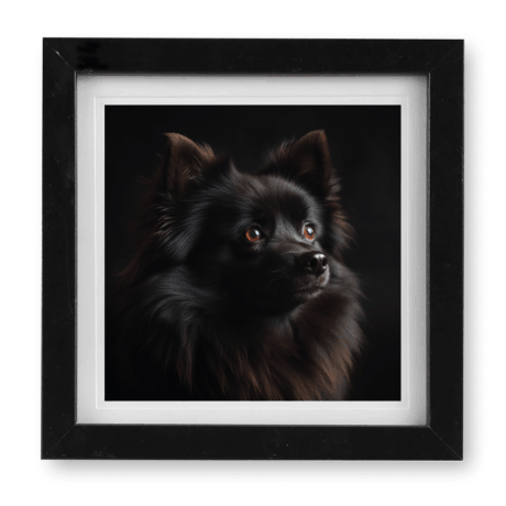 German Spitz v1