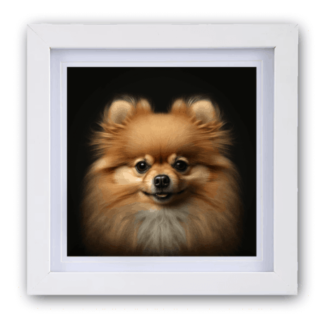 Pomeranian v1