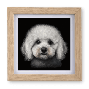 Bichon Frise