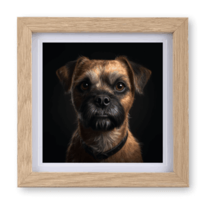 Border Terrier