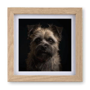 Cairn Terrier