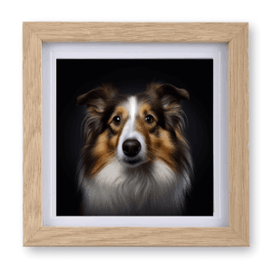 Collie