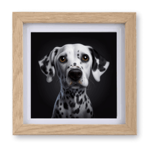 Dalmation