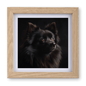 German Spitz