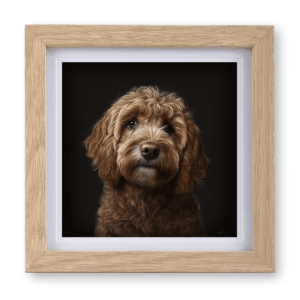 Labradoodle