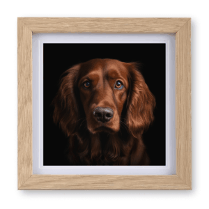 Irish Setter / Red Setter