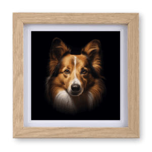 Shetland Sheepdog