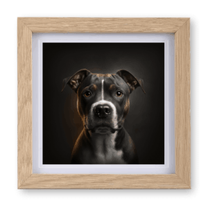 Staffordshire Bull Terrier