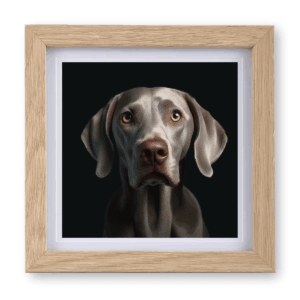 Weimaraner