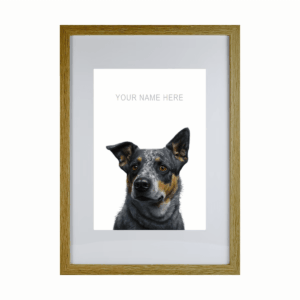 Blue Heeler