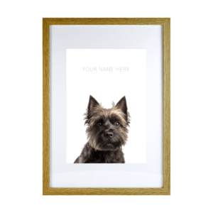 Cairn Terrier v2