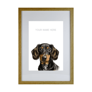 Dachshund