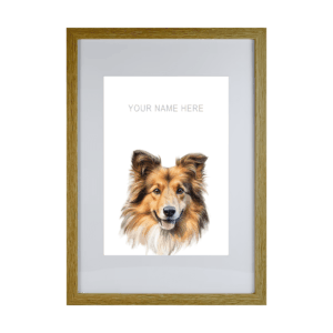 Shetland Sheepdog